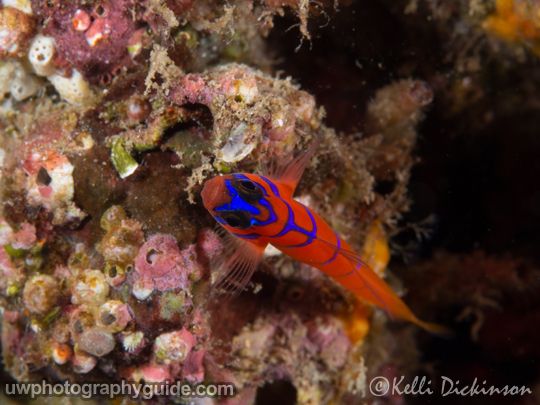 olympus 60mm macro lens underwater photography guide review