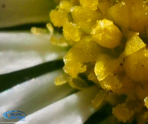 olympus zuiko 60mm macro lens