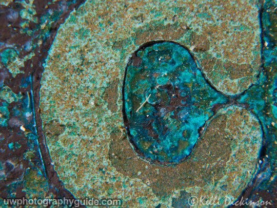 Olympus 60mm Macro lens with Dyron +7 diopter, F11, 1/250, ISO 200