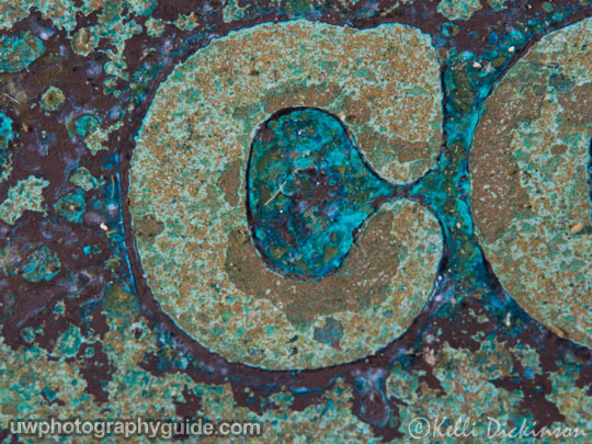 Olympus 60mm Macro lens, F11, 1/250, ISO 200