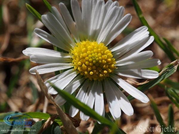 olympus 60mm macro lens review