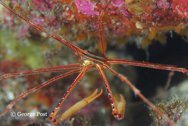 Arrow Crab