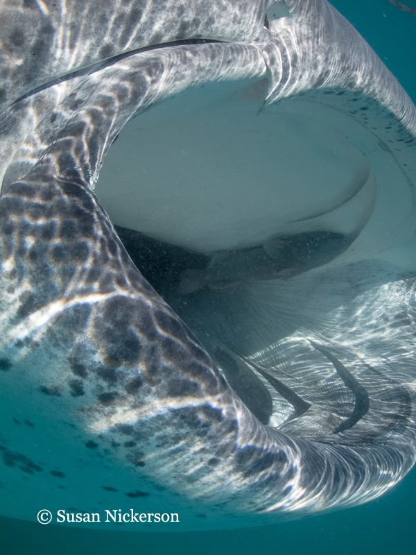 Whale Shark
