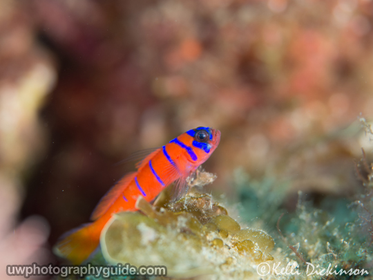 olympus 60mm micro-four thirds macro lens underwater photo