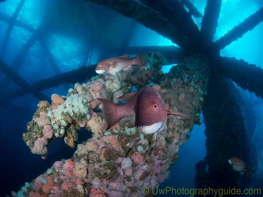 panasonic 8mm lens underwater photo micro four thirds