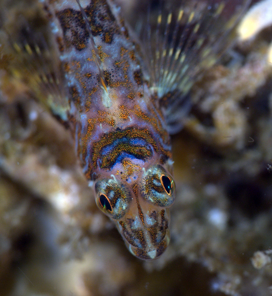 Longfin Sculpin