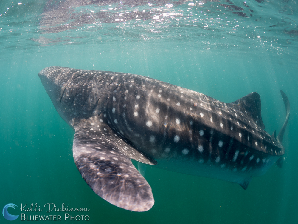 Olympus 8mm fisheye underwater photo from the Sea of Cortez Olympus 8mm fisheye underwater photo