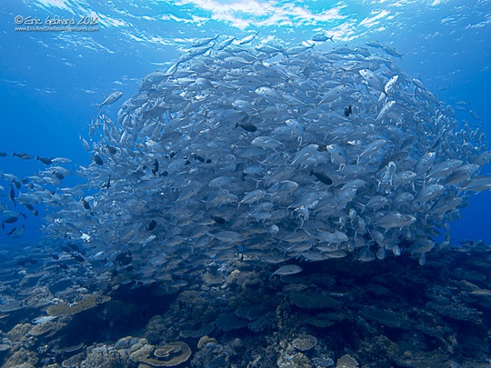 panasonic 7-14mm lens underwater photography