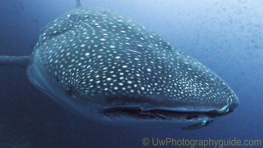 olympus 9-18mm lens underwater photo