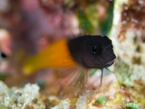 panasonic 45mm macro lens underwater photo