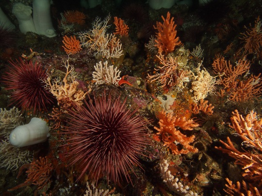 best olympus micro four thirds lenses