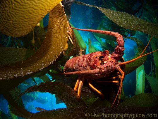 best panasonic lenses for underwater photography