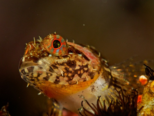 olympus 60mm macro lens micro four thirds lens underwater photo