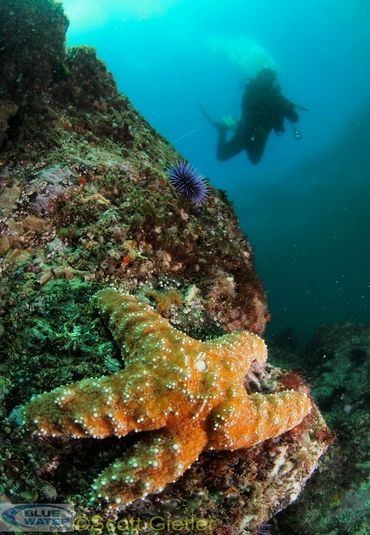starfish and diver