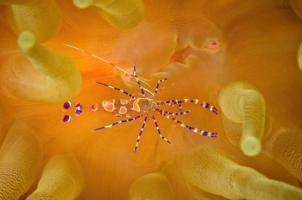 Spotted Cleaner Shrimp