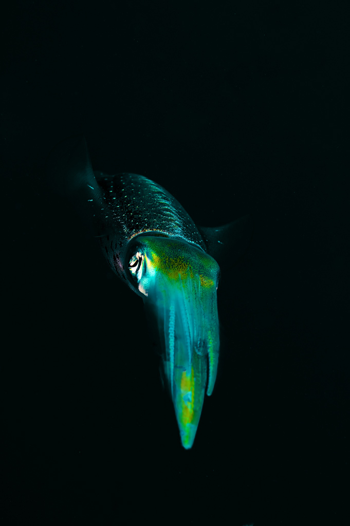 Caribbean Reef Squid