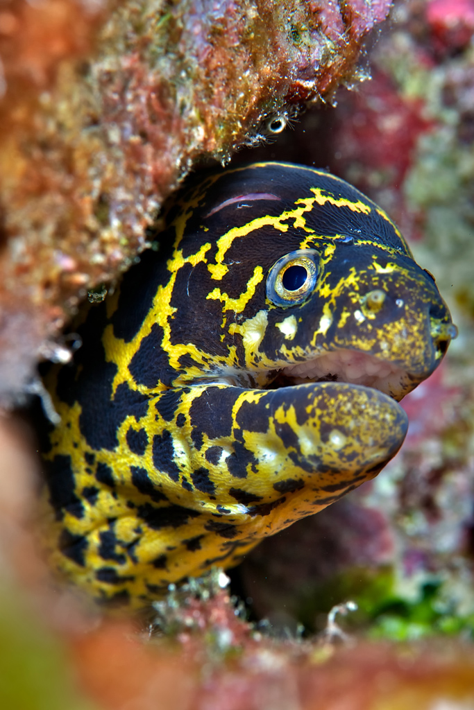 Chain Moray