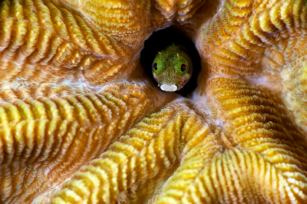 Secretary Blenny