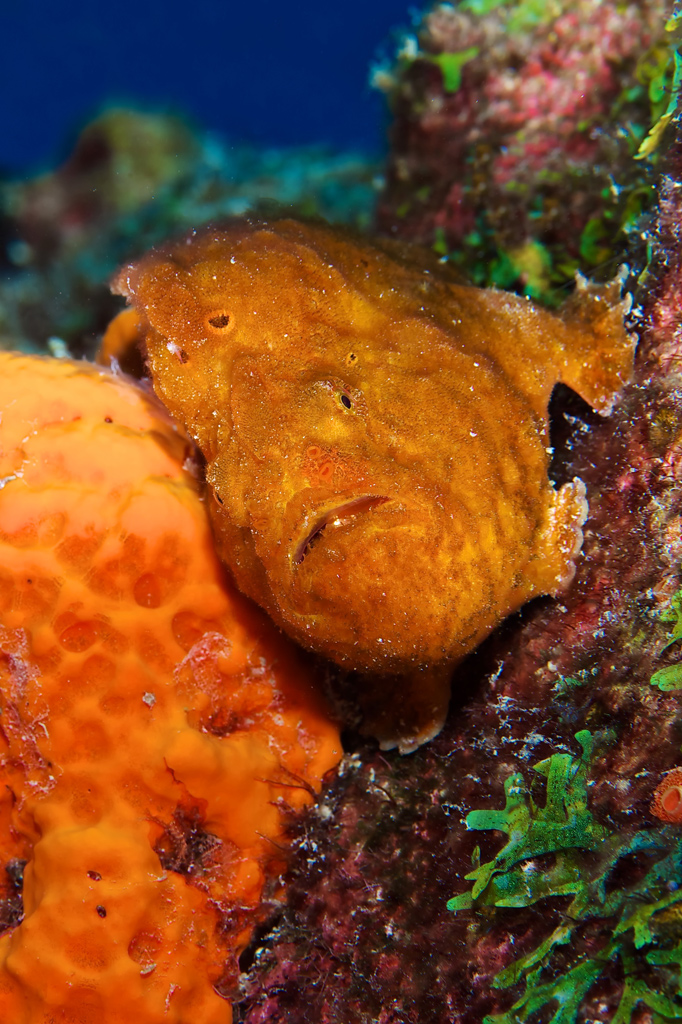 Longlure Frogfish
