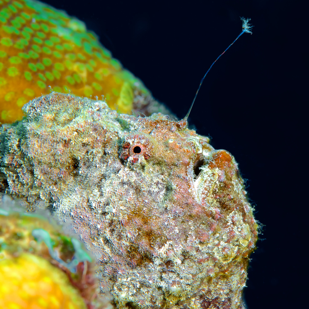 Longlure Frogfish