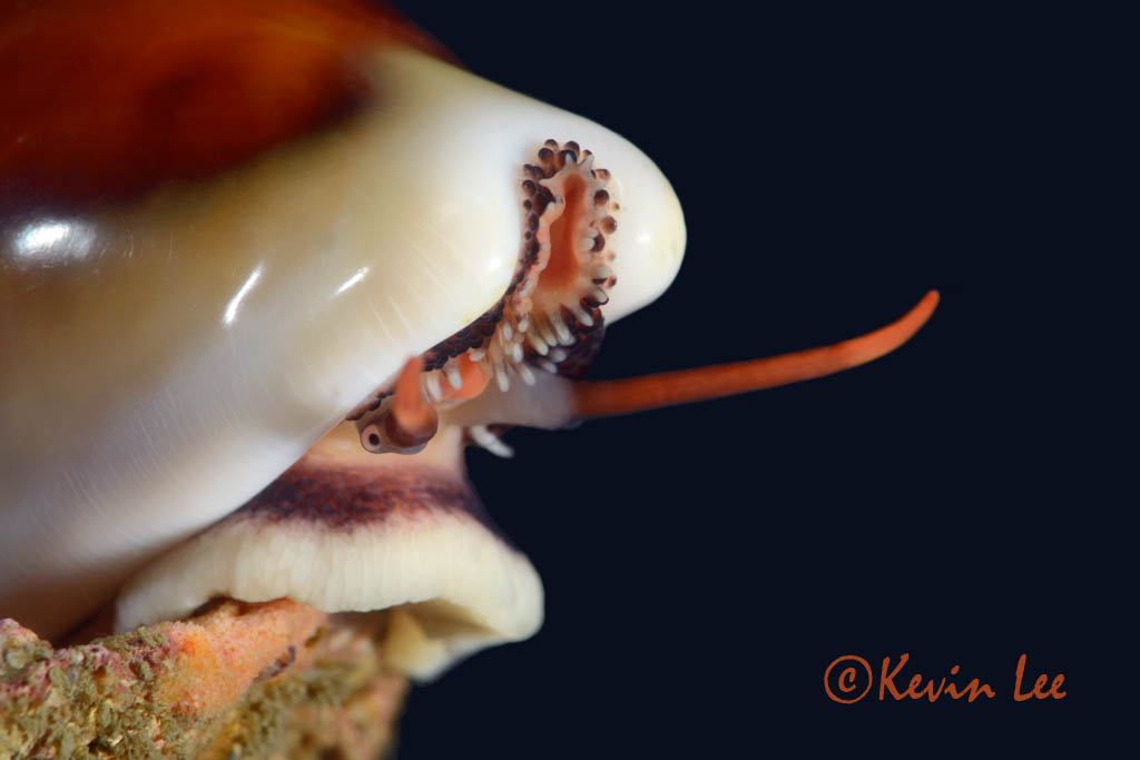 Chestnut Cowry