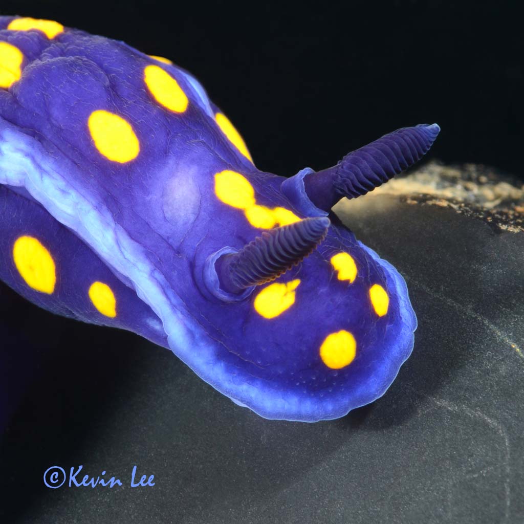 Felimare Californienses