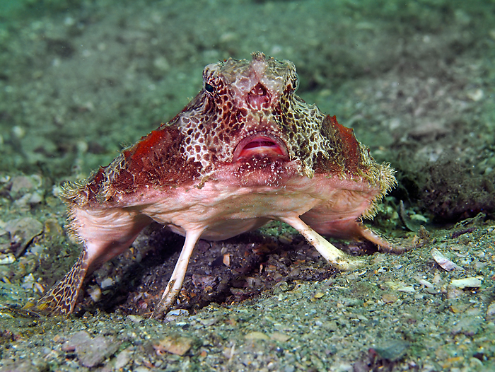 Short Nose Bat Fish