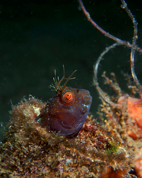 Blenny Reindeer?