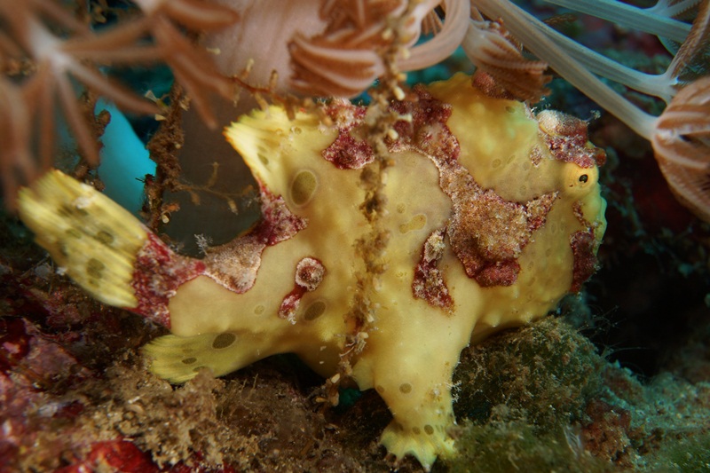 Frogfish