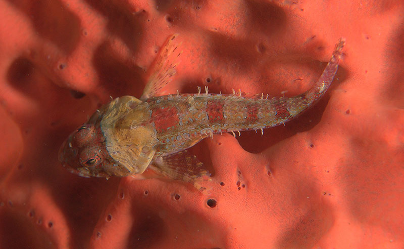 Coralline Sculpin