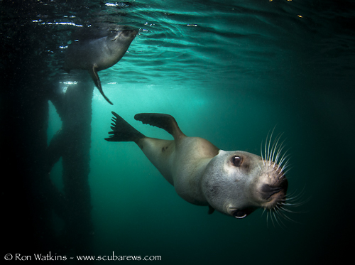 Sea Lion Pup