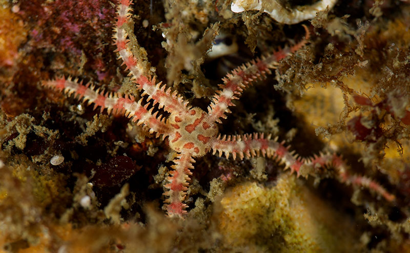 Brittle Star