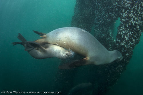Sea Lion Pup