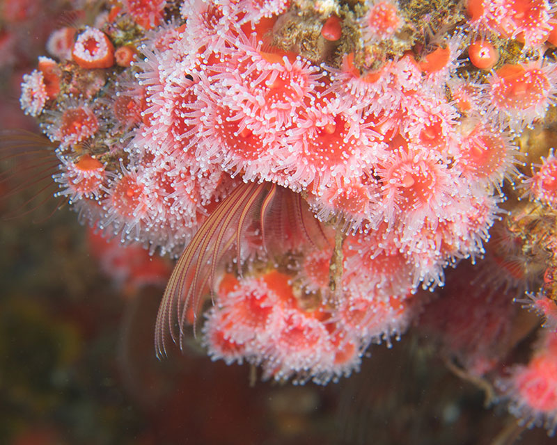 Giant Acorn Barnacle Strawberry Anemone