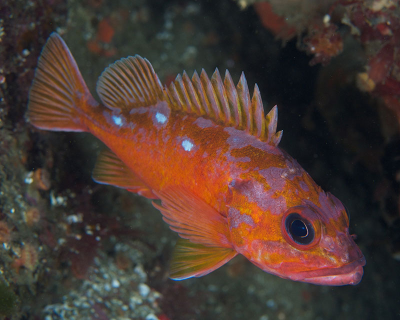 Rosy Rockfish