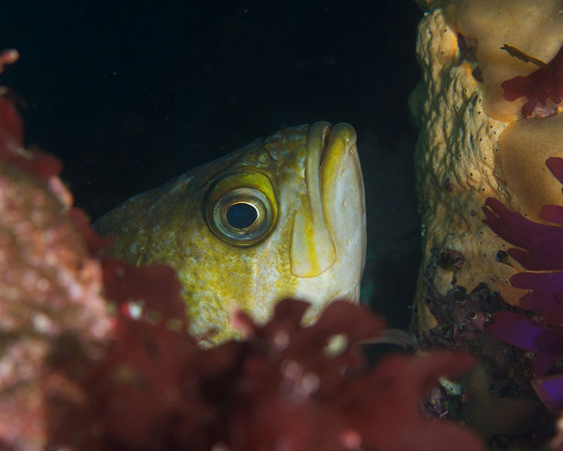 Kelp Rockfish