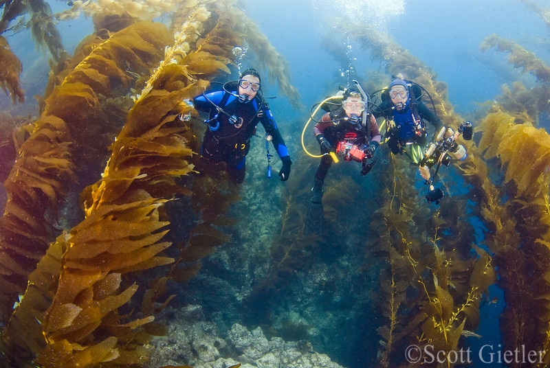 Kelp Forest