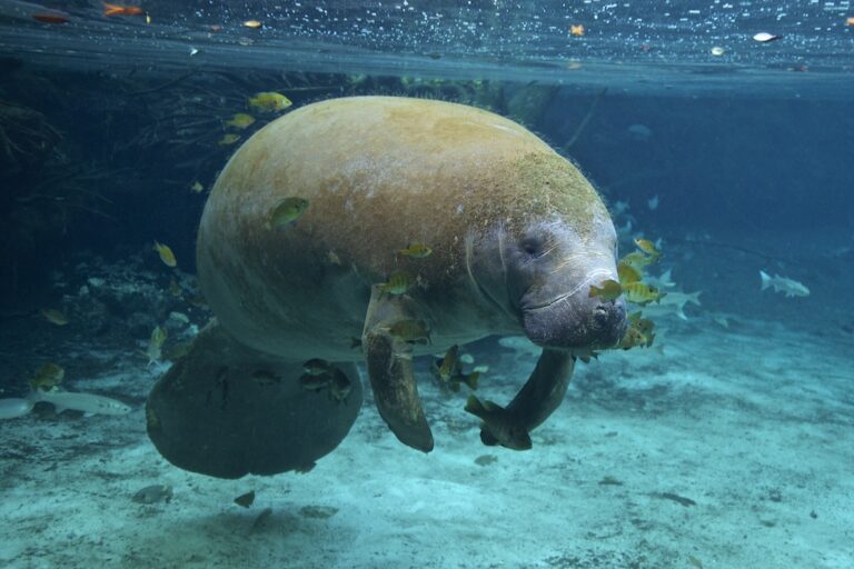 Diving Underwater With Manatees Classic Pose