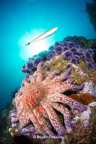 Reef Scene in Malibu