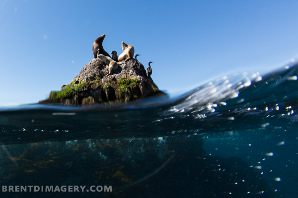 Sea Lions Split Shot