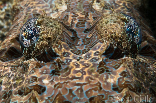 underwater photography composition fill the frame