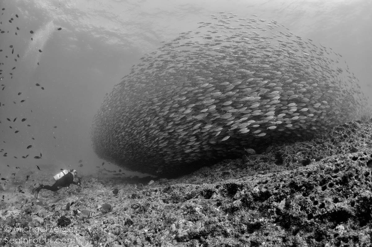 Huge Schools of fish