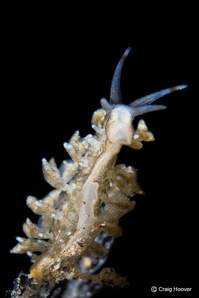 Eubranchus rustyus