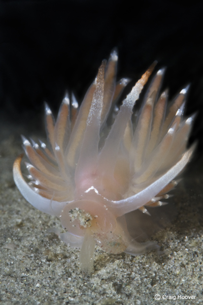 Flabellina cooperi