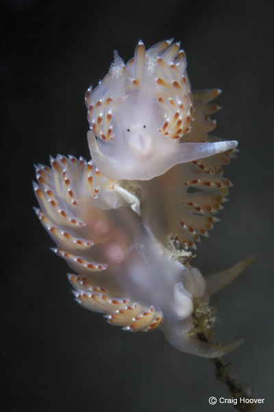 Flabellina princei