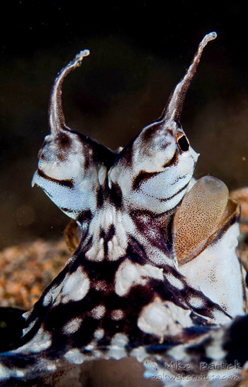 mimic octopus