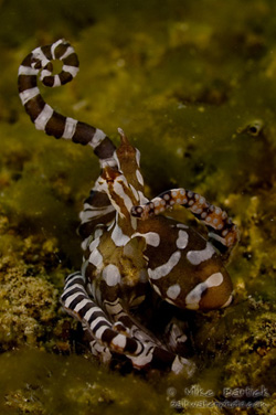 wunderpus octopus