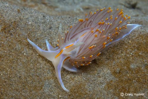 hermissenda crassicornis