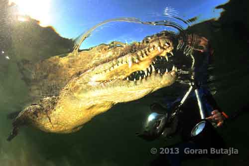 Jardines de la Reina Crocodile