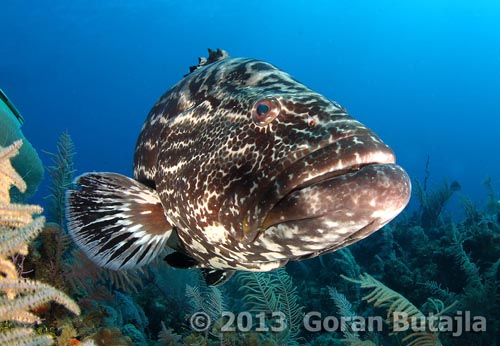 jardines de la reina grouper